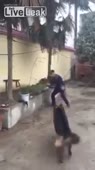 Тупая псина.webm