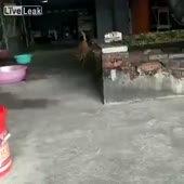 Псина суицидник.webm