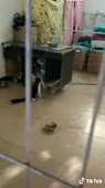 Кот гнобит псину.webm
