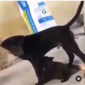 15722562329820.mp4