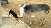 Осел переебал псину.webm