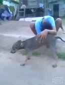 заводит собаку вручную.webm