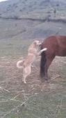 Как лошадь убил собаку.mp4