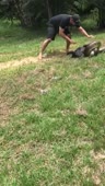 Собака Программист.mp4