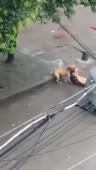 Собака разрывает человека..mp4