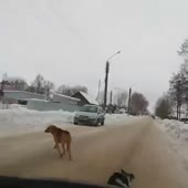 Давим собак.webm