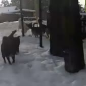 соб.mp4