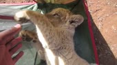 Лвенок.webm