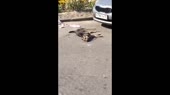 Догхантер.mp4