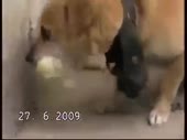 15637014811060.webm