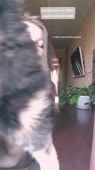 petushatina1600458066musicallydown.com.mp4