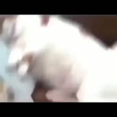 15964628009522.mp4