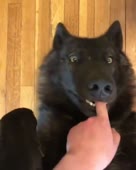 woofer.mp4