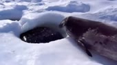 нормально.webm