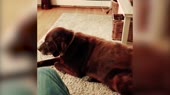 песик2.webm