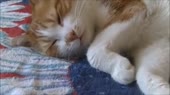 Корзиночка.webm