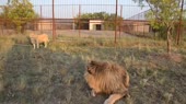 Тянем льва за хвост.webm