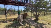 Бегаем от льва и издеваемся над его львицей.webm