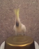 15738500065731.mp4
