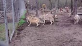 15410908701900.webm