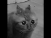 Мой пiздос.mp4