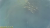 желтые рыбки.webm