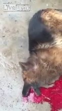 16092486836510.webm