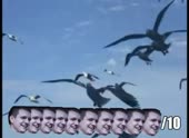 08de63b035c03fc57f891589be750b45.webm