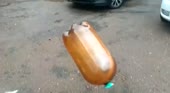 Собачка играет.mp4