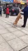 Убийство собаки.mp4
