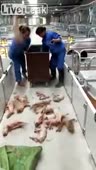 governmentally certified piglet smasher china.webm