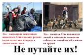 Зоошиза.jpg