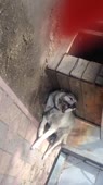 гибель собаки от изониазида(Буранчик).mp4
