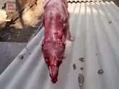 DOG.mp4
