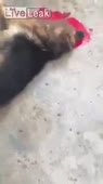 16092486836510.webm