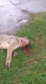 Шавка поплатилась за атаки.mp4
