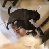 15893014118240.webm
