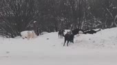 У собаки глаза человечьи.mp4