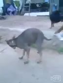 16092479855060.webm