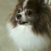 16093549421160.webm
