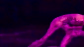 15874691301732.mp4