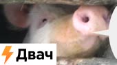 двачехрюк.mp4