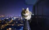 Courageous-cat-sits-above-the-city-HD-wallpaper2880x1800.jpg