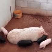 image.webm