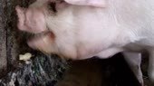 videoplayback (3).mp4