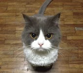 котик.mp4