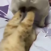 15041769000920.webm