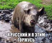 gryaznaya-svinya153025670orig.jpg