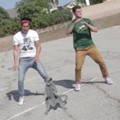 Aarons Animals - Cat Whips it.mp4