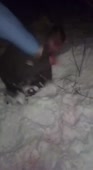 кидок 9.webm